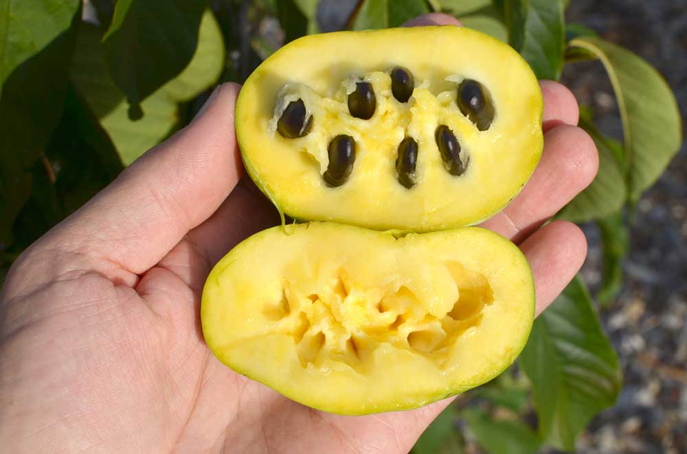 Pawpaw je v USA najväčšie pôvodné jedlé ovocie