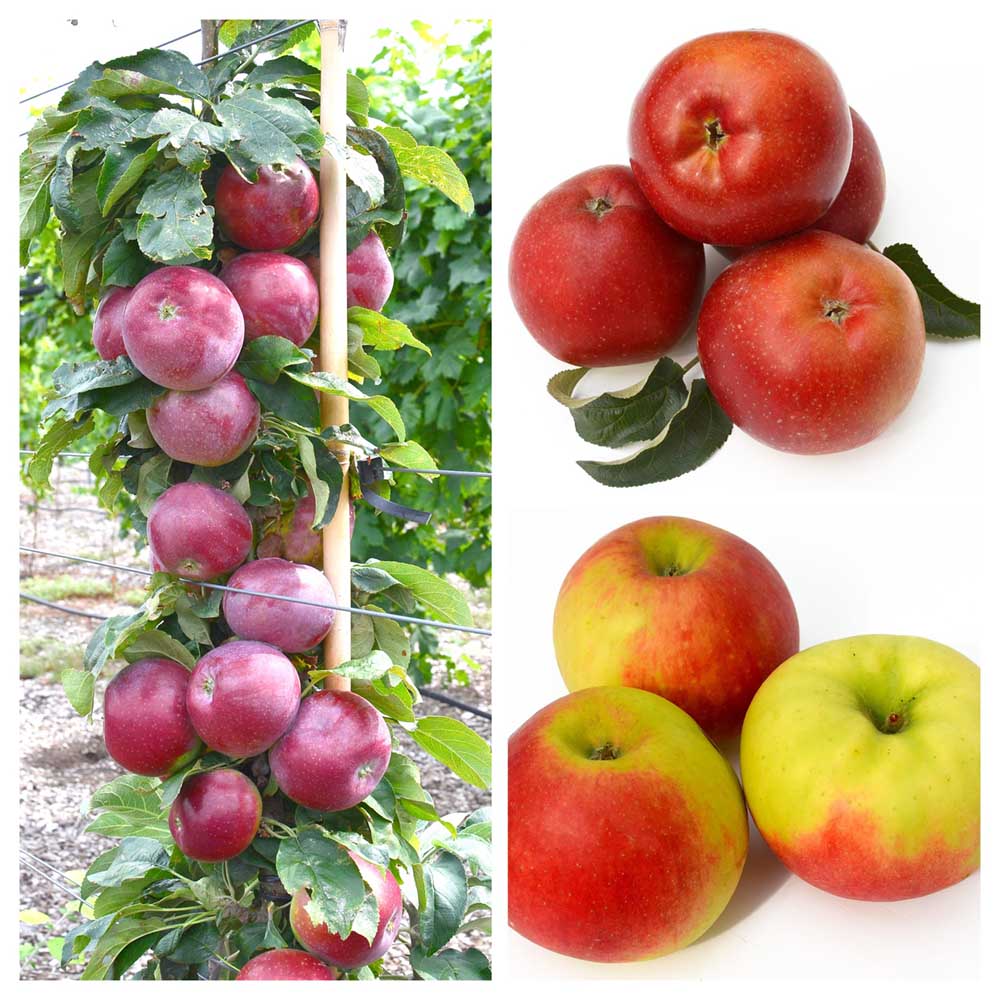 A collection of Russian disease resistant winter apple varieties