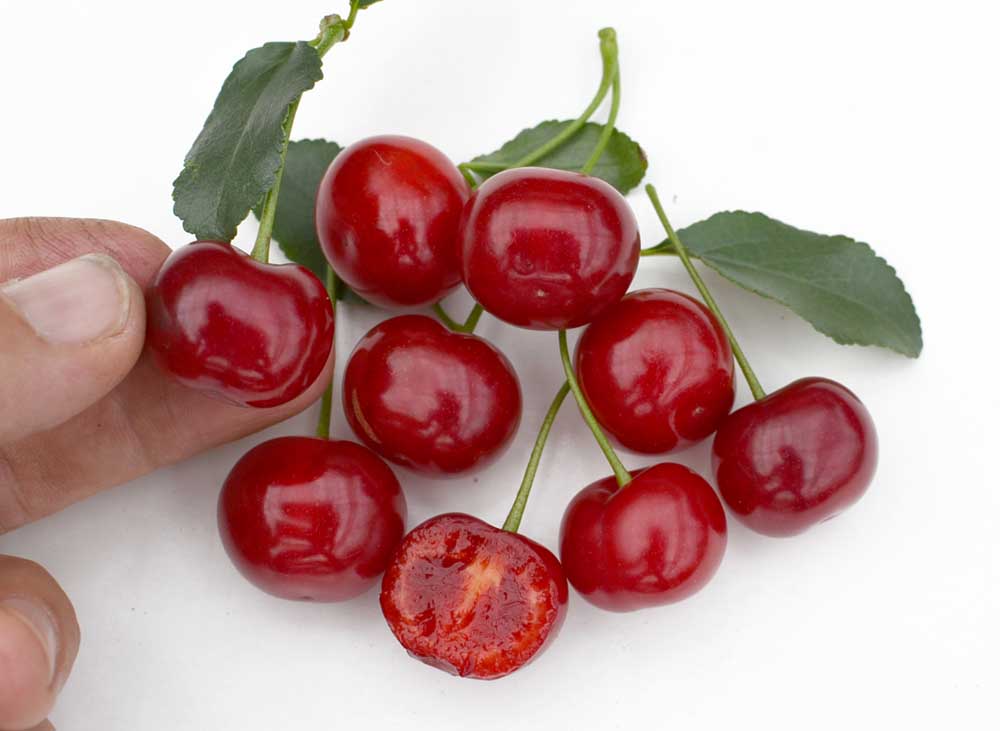 Višňa Carmine Jewel