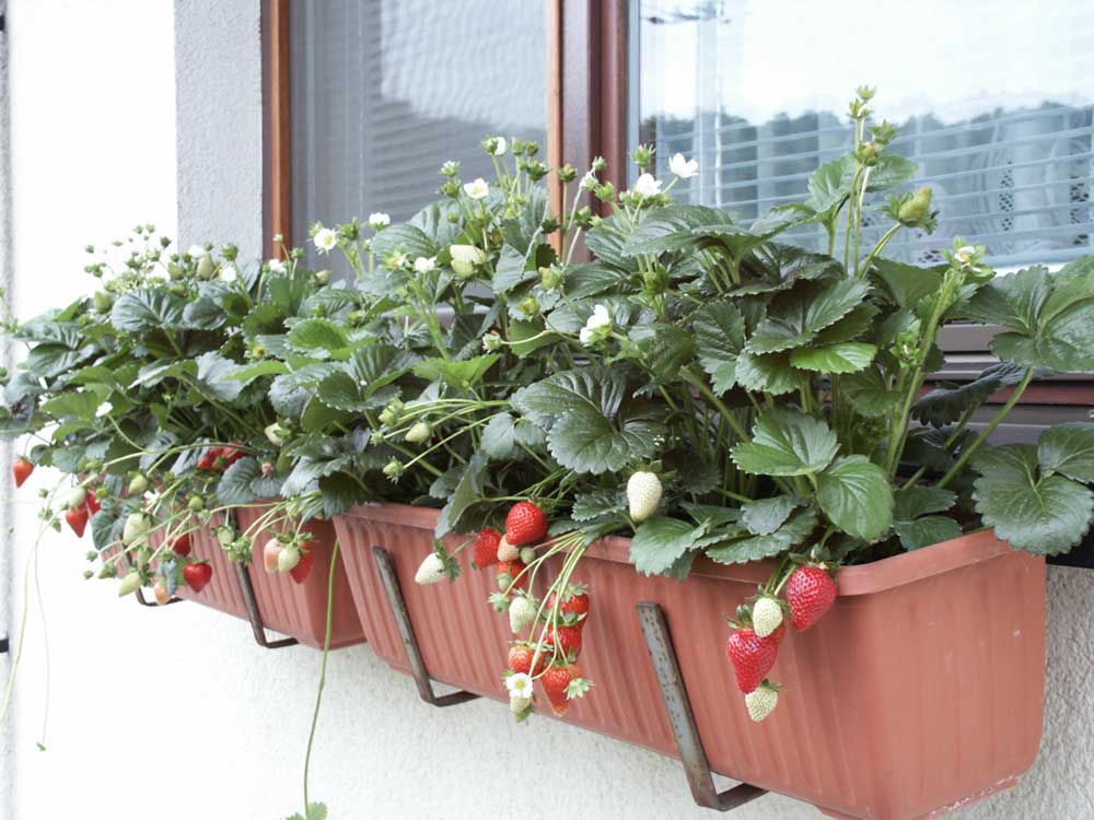 Immertragende Erdbeeren im Balkonkasten