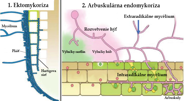 Ektomykoríza a Endomykoríza
