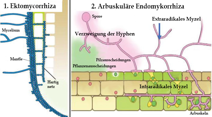 Ektomykorrhiza und Endomykorrhiza