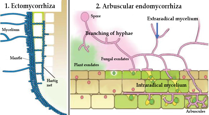 Ectomycorrhiza and Endomycorrhiza