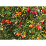 Erdbeerbaum (Arbutus unedo) ATLANTIC