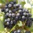 Black Chokeberry