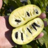 Pawpaw (Asimina triloba) PRIMA 1216