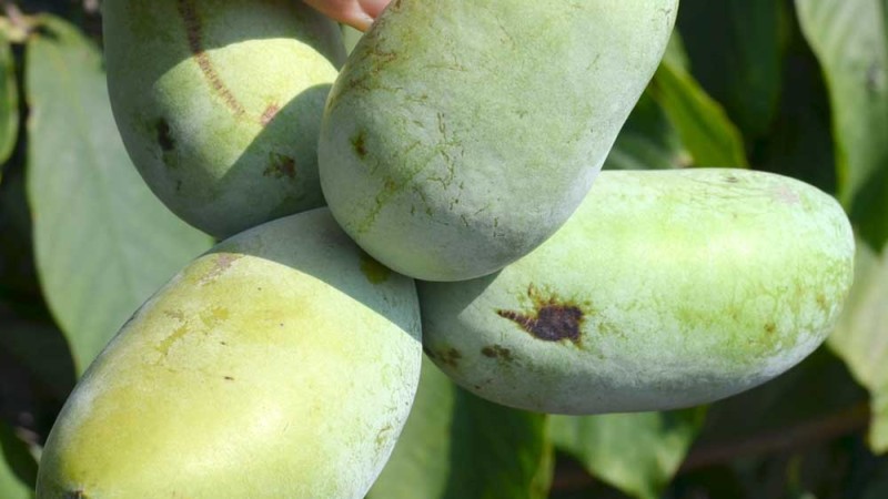 Pawpaw - Experiences with experimental cultivation in Germany
