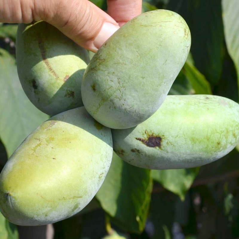 Pawpaw (Asimina triloba) PRIMA 1216