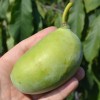 Pawpaw (Asimina triloba) PRIMA 1216