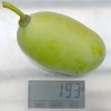 Pawpaw (Asimina triloba) PRIMA 1216