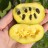 Pawpaw Tree