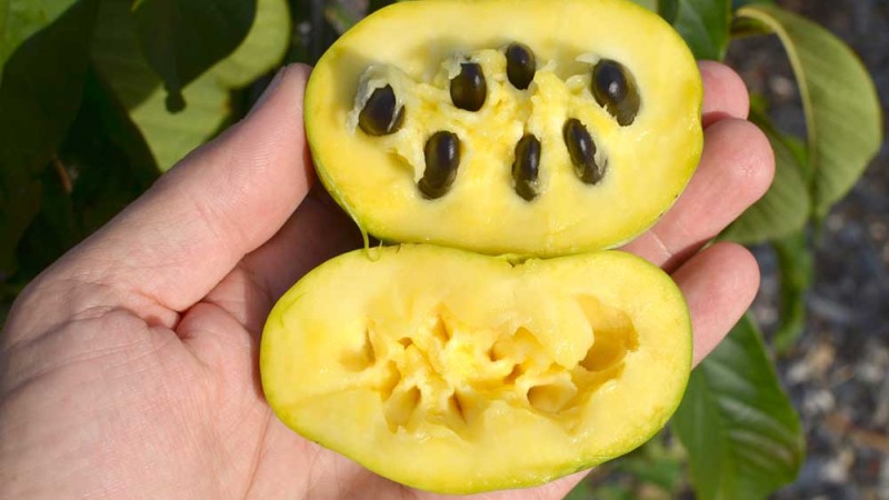 Pawpaw je v USA najväčšie pôvodné jedlé ovocie