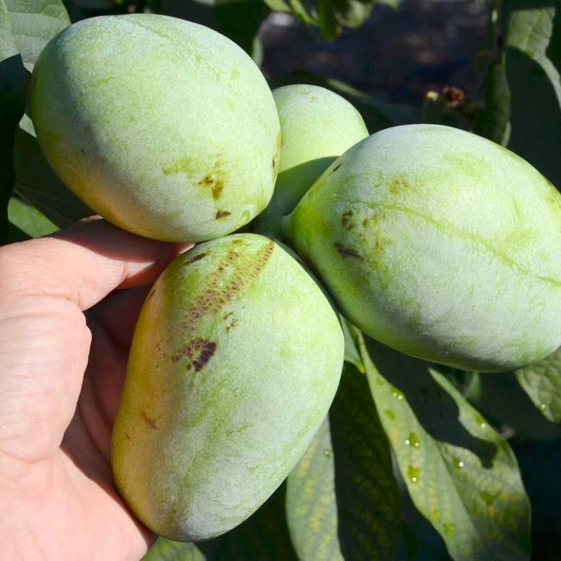 Pawpaw (Asimina triloba) REBECCAS GOLD