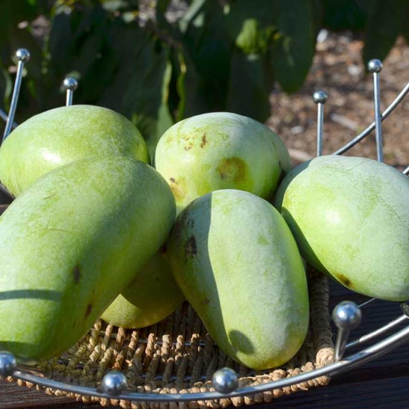 Pawpaw (Asimina triloba) PENNSYLVANIA GOLDEN 2