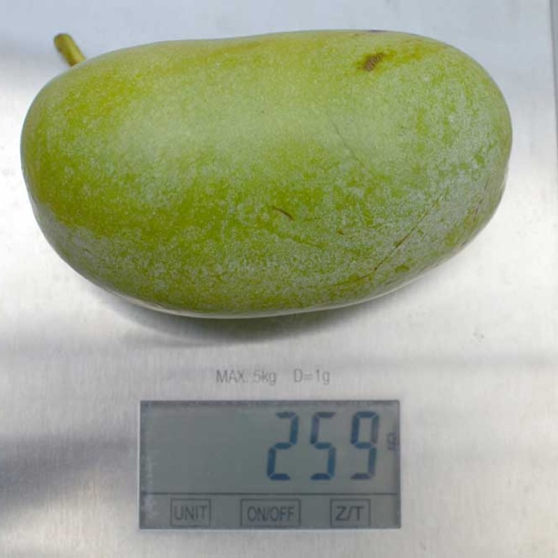 Pawpaw (Asimina triloba) OWERLEESE