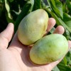 Pawpaw (Asimina triloba) MANGO