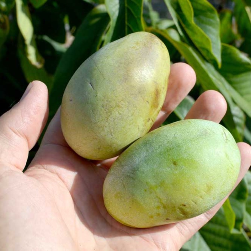 Pawpaw (Asimina triloba) MANGO
