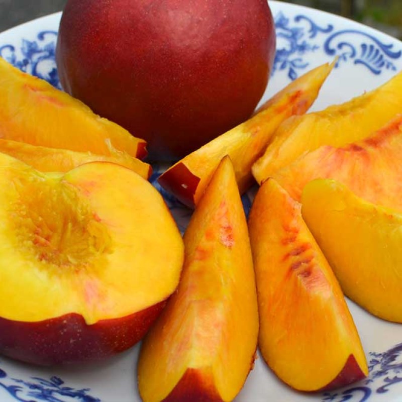 Nectarine (Prunus persica var. nucipersica) BIG TOP
