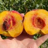 Broskyňa (Prunus persica) CANADIAN HARMONY