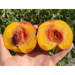 Broskyňa (Prunus persica) CANADIAN HARMONY