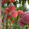 Broskyňa (Prunus persica) CANADIAN HARMONY