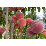Pfirsich (Prunus persica) CANADIAN HARMONY