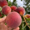Broskyňa (Prunus persica) CANADIAN HARMONY