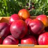 Nectarine (Prunus persica var. nucipersica) CORA