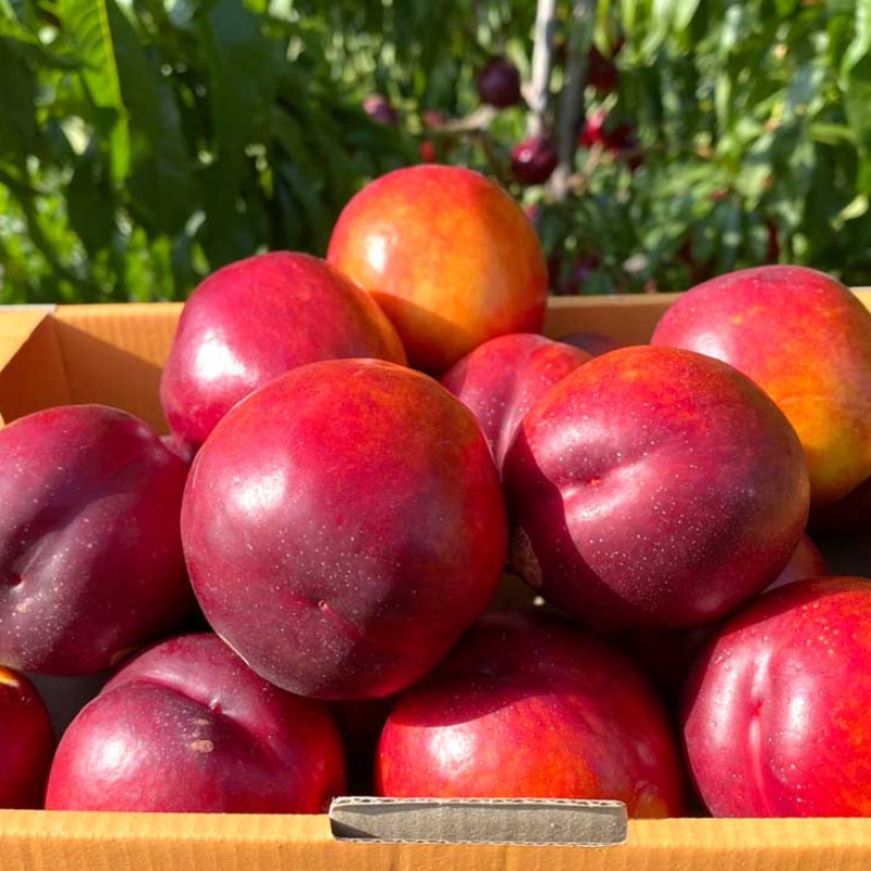 Nectarine (Prunus persica var. nucipersica) CORA