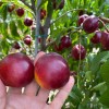 Nectarine (Prunus persica var. nucipersica) CORA