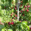 Nectarine (Prunus persica var. nucipersica) CORA