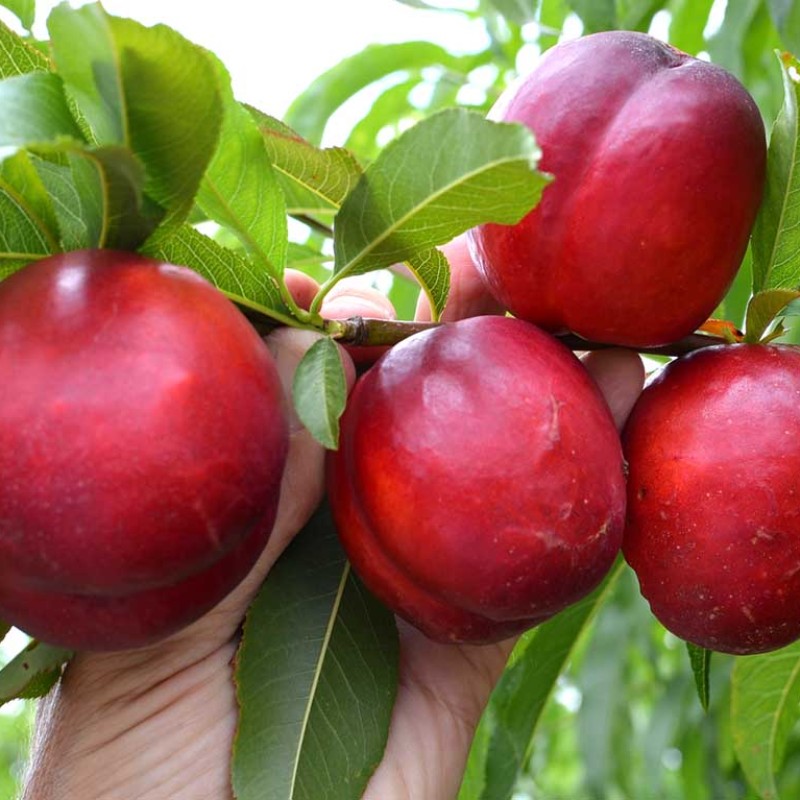 Nectarine (Prunus persica var. nucipersica) EARLY DEVIL