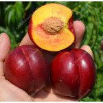 Nektarine (Prunus persica var. nucipersica) EARLY DEVIL