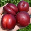 Nectarine (Prunus persica var. nucipersica) FANTASIA
