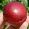 Nectarine (Prunus persica var. nucipersica) FANTASIA