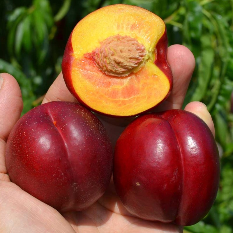 Nectarine (Prunus persica var. nucipersica) FANTASIA