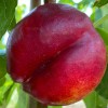 Teller-Nektarine (Prunus persica var. nucipersica) FLATERINA