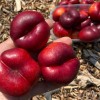 Teller-Nektarine (Prunus persica var. nucipersica) FLATERINA