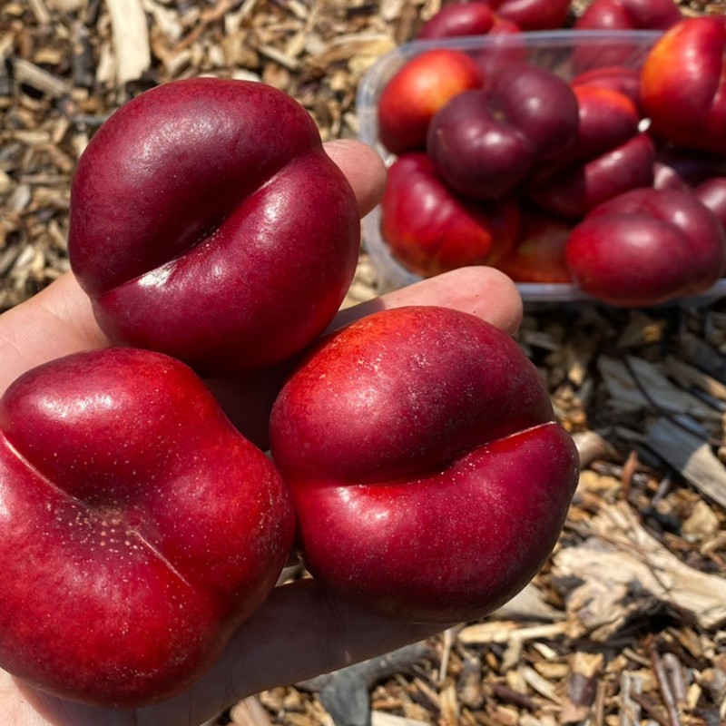 Teller-Nektarine (Prunus persica var. nucipersica) FLATERINA