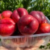Teller-Nektarine (Prunus persica var. nucipersica) FLATERINA