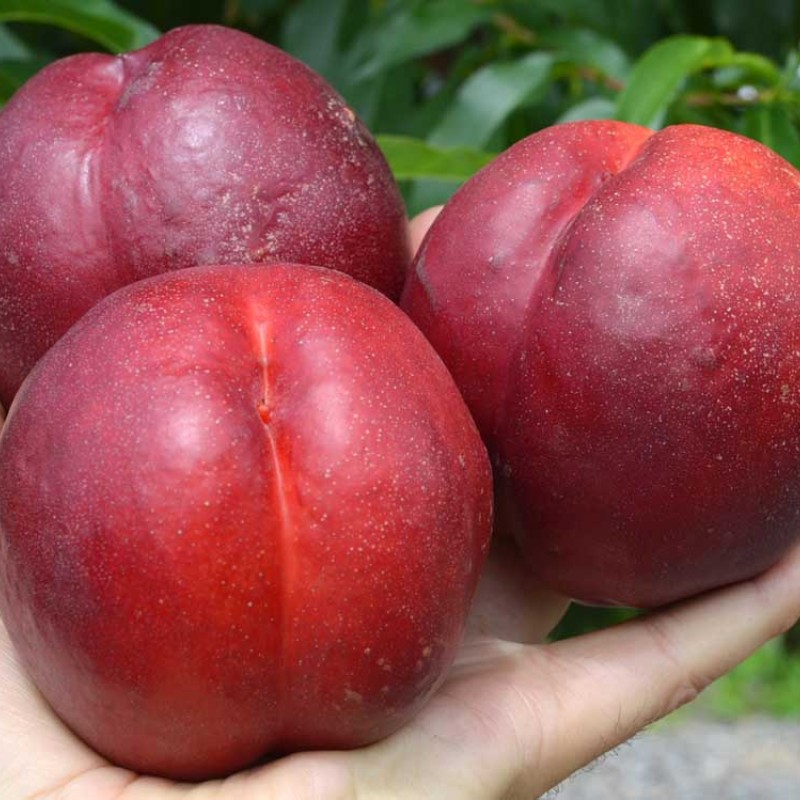 Nektarinka (Prunus persica var. nucipersica) HARBLAZE