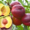 Nektarinka (Prunus persica var. nucipersica) HARCO