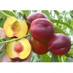 Nektarinka (Prunus persica var. nucipersica) HARCO