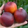 Nektarinka (Prunus persica var. nucipersica) HARCO