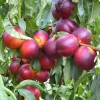 Nektarinka (Prunus persica var. nucipersica) HARCO