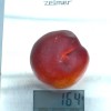 Nektarinka (Prunus persica var. nucipersica) HARCO