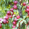 Nektarinka (Prunus persica var. nucipersica) HARCO