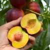 Nektarinka (Prunus persica var. nucipersica) HARCO
