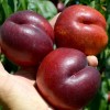 Nektarinka (Prunus persica var. nucipersica) HARCO