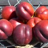Nektarinka (Prunus persica var. nucipersica) HARCO